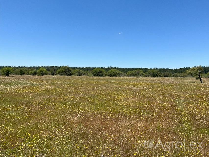 Venta Campo de 86,7 has, Quiñihuao, San Nicolás, Ñuble